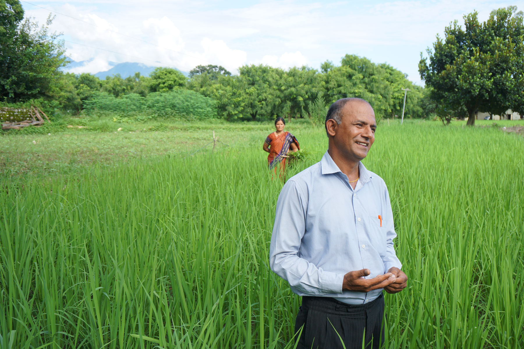 Man in a rice field