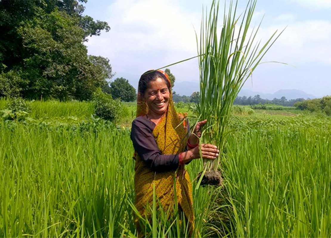 Jonge vrouw houdt rijstgewas omhoog