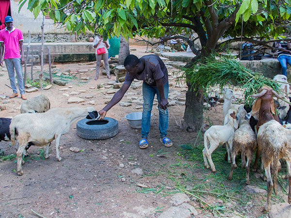 Collibri Foundation supports young people in Benin with their livestock farming.